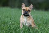 BOULEDOGUE FRANCAIS 1091